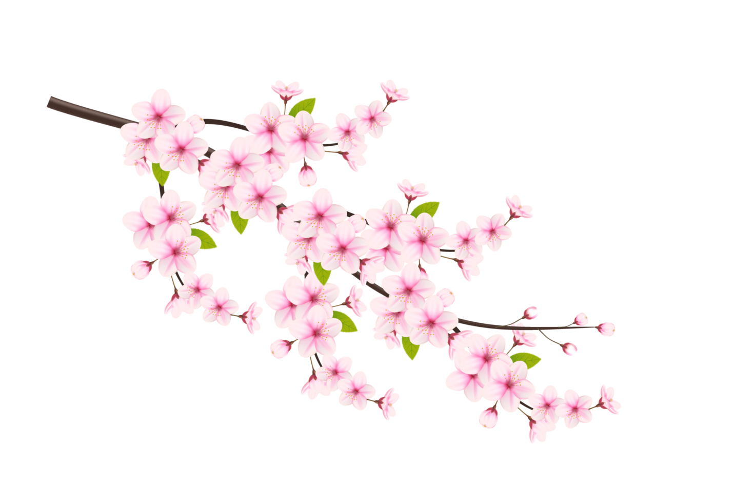 cereja Flor ramo com sakura flor. cereja florescer. cereja amigo Rosa sakura flor png