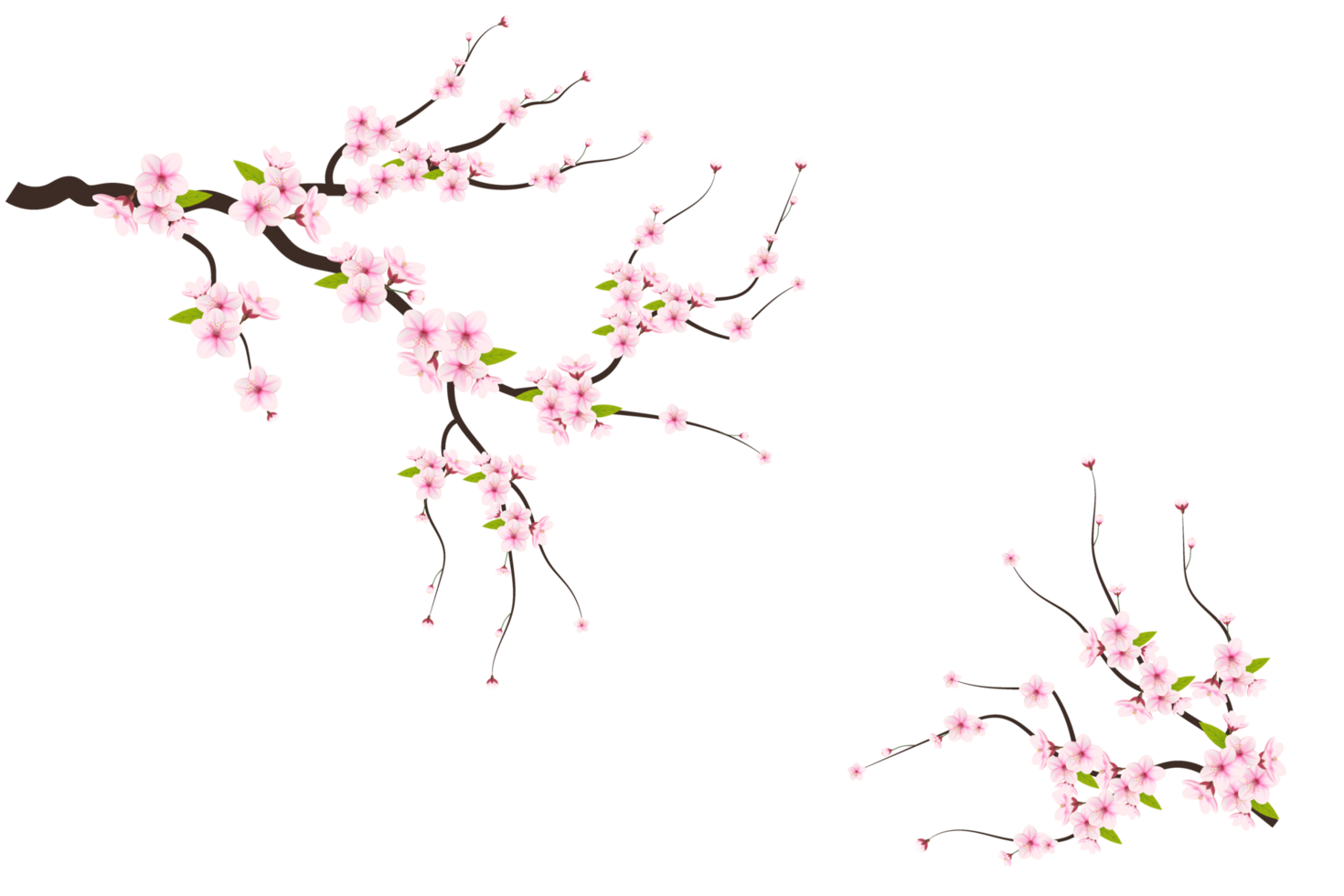 Cherry blossom branch with sakura flower.  cherry blossom. cherry bud. pink sakura flower png