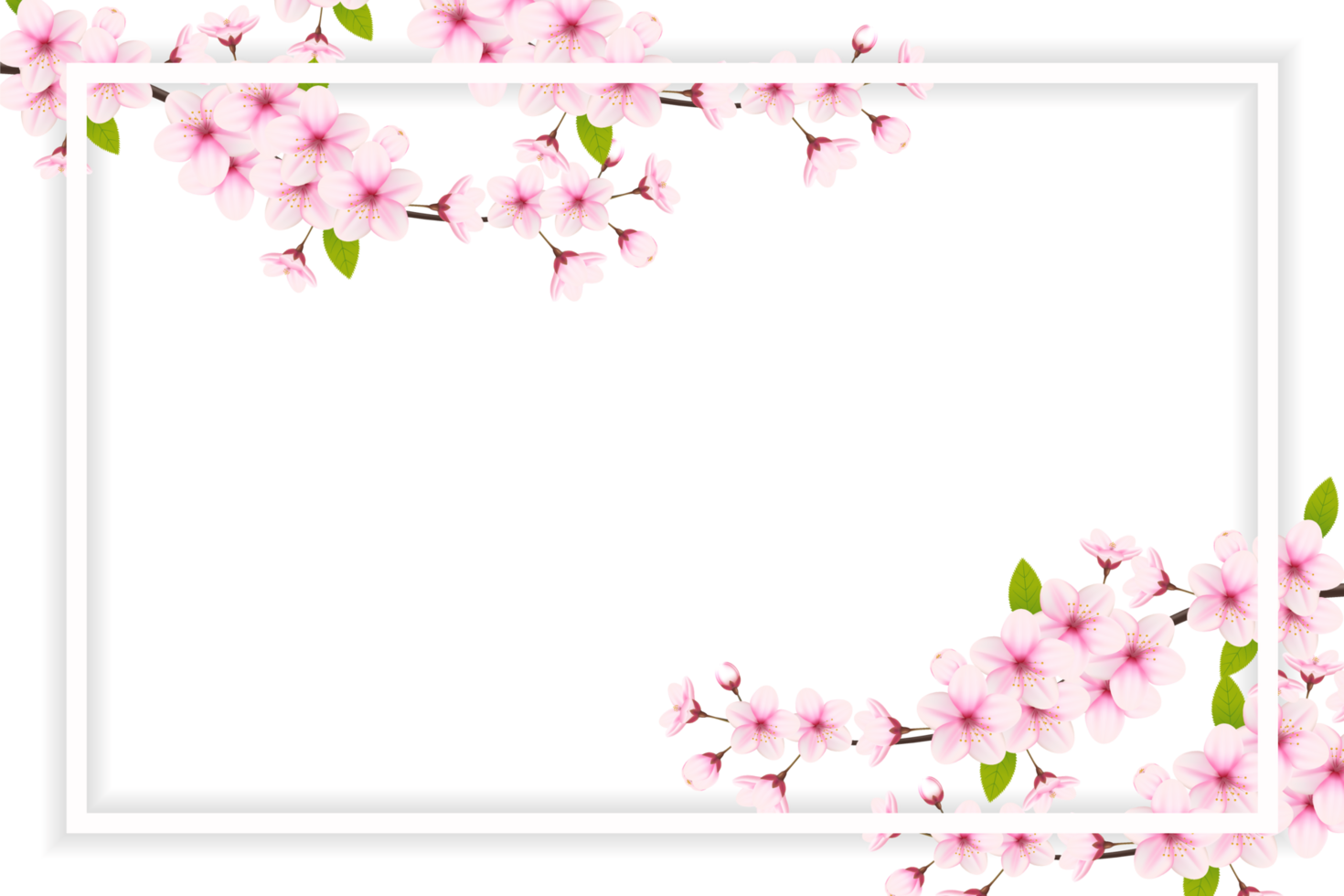 Cherry blossom branch with sakura flower.  cherry blossom. cherry bud. pink sakura flower png