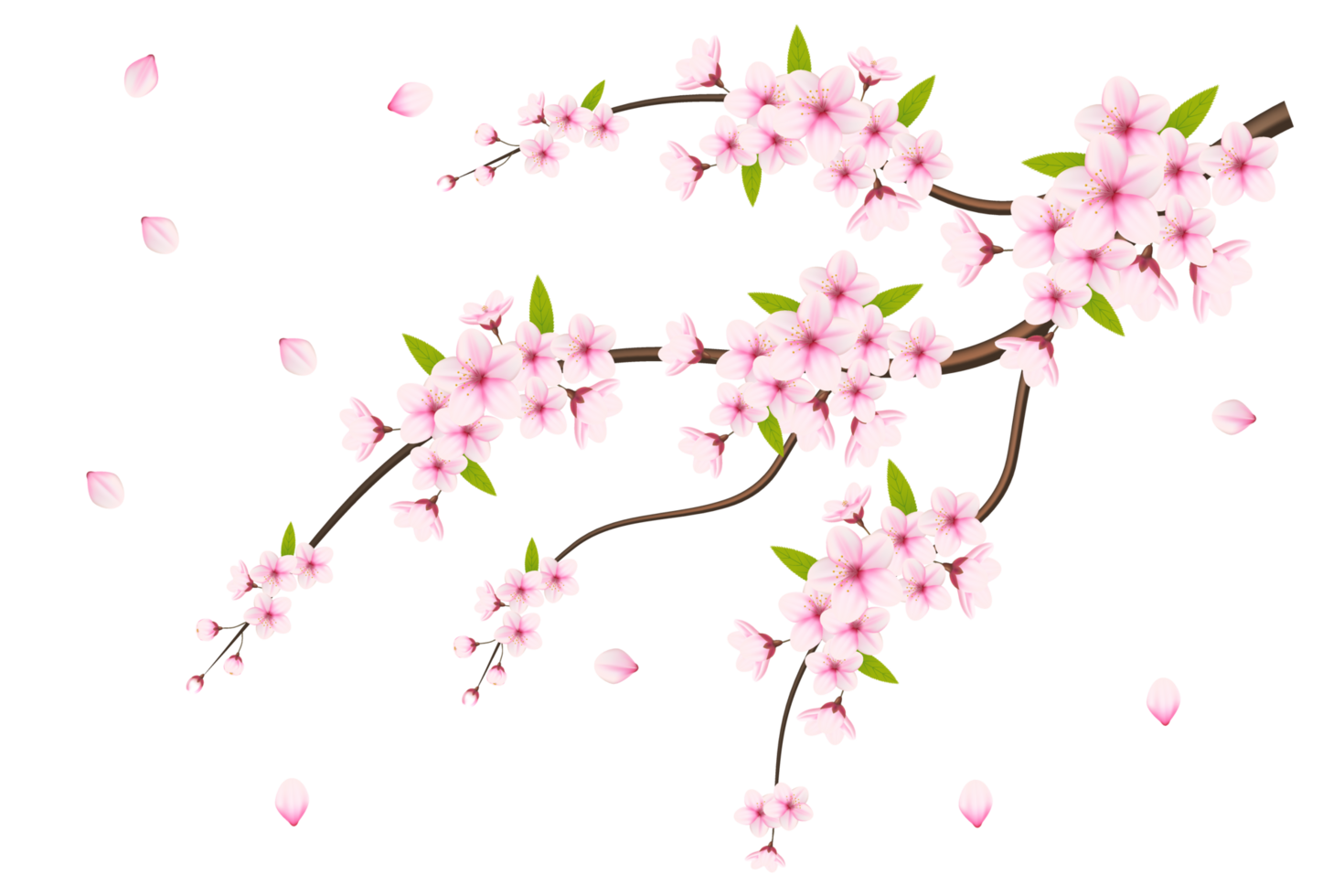 Cherry blossom branch with sakura flower.  cherry blossom. cherry bud. pink sakura flower png