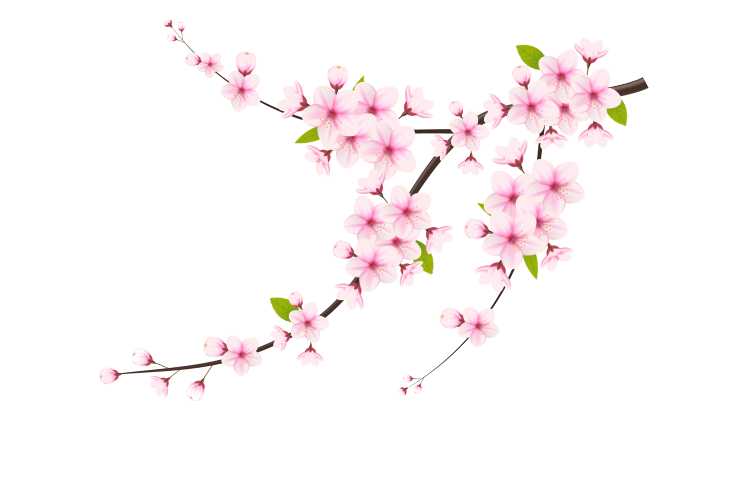 Cherry blossom branch with sakura flower.  cherry blossom. cherry bud. pink sakura flower png