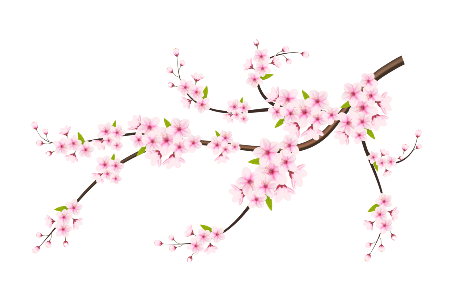 Cherry blossom branch with sakura flower.  cherry blossom. cherry bud. pink sakura flower png