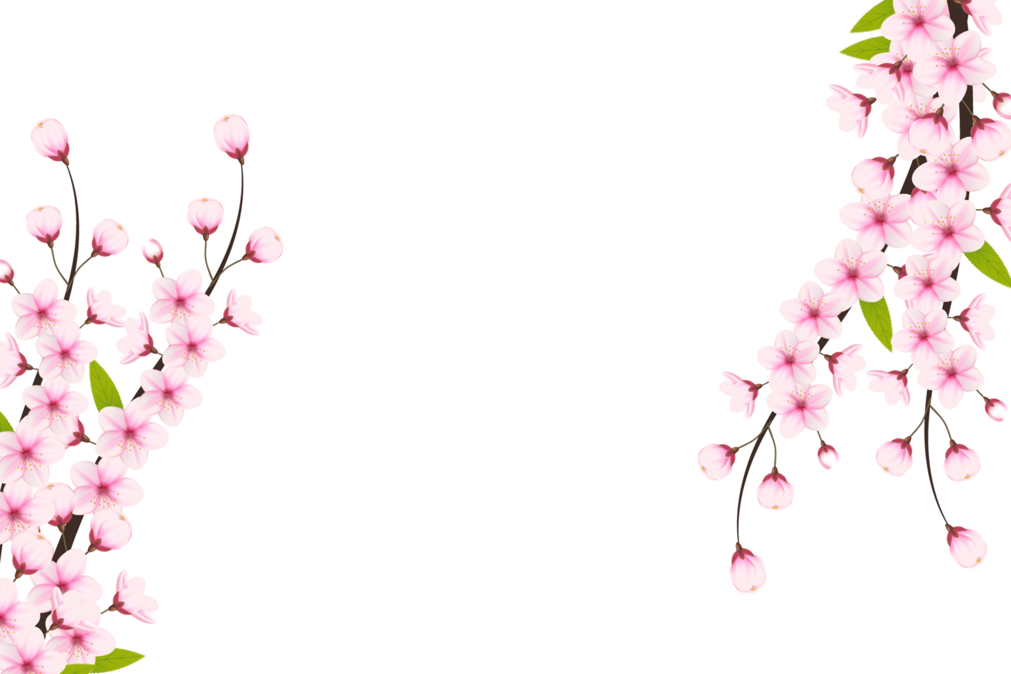 Kirsche blühen Ast mit Sakura Blume. Kirsche Blüte. Kirsche Knospe. Rosa Sakura Blume png