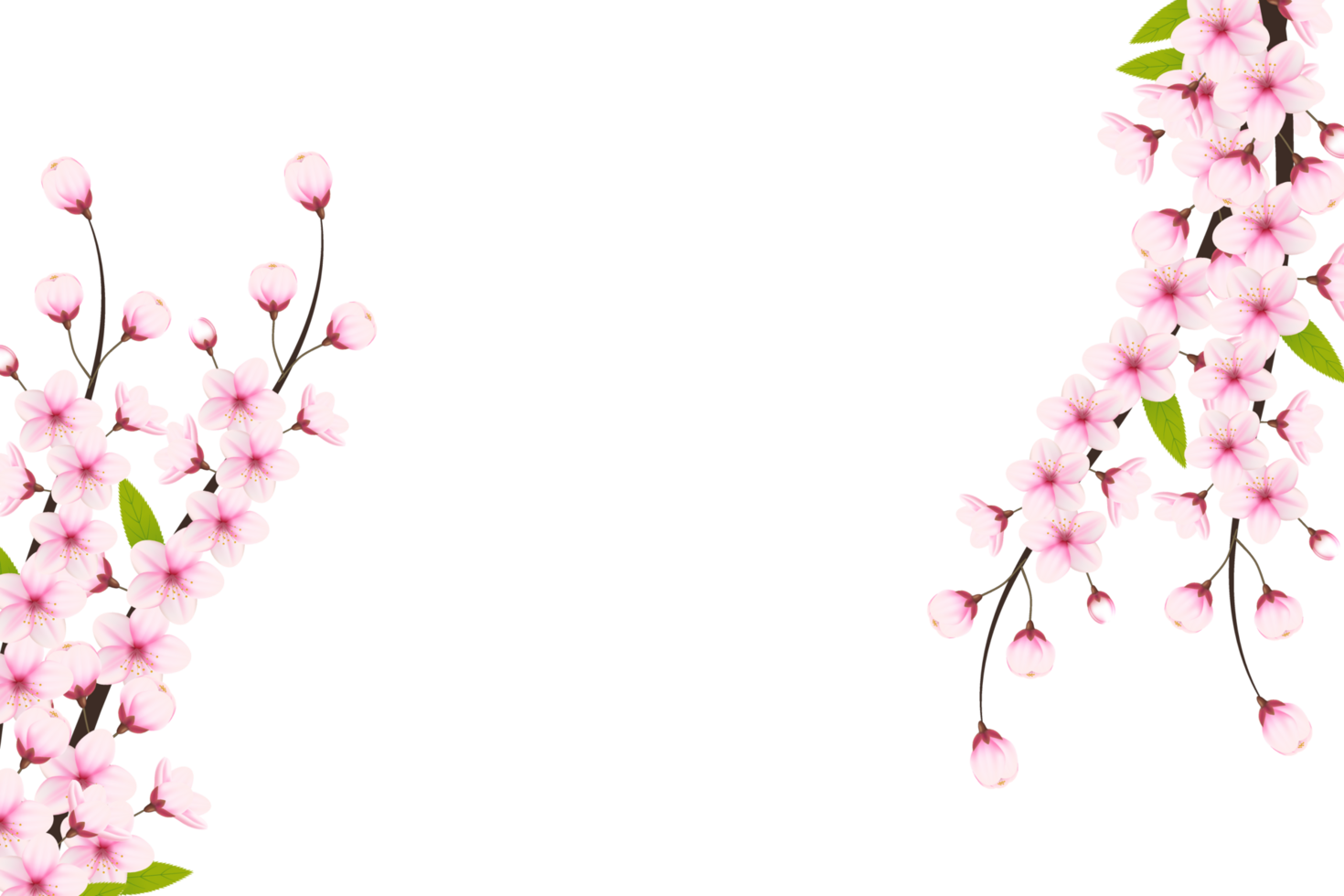 Cherry blossom branch with sakura flower.  cherry blossom. cherry bud. pink sakura flower png