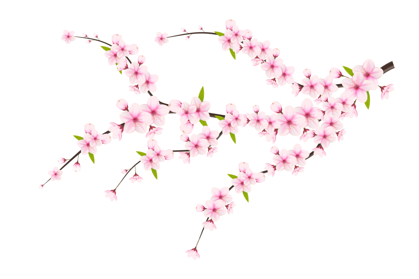 körsbär blomma gren med sakura blomma. körsbär blomma. körsbär knopp. rosa sakura blomma png