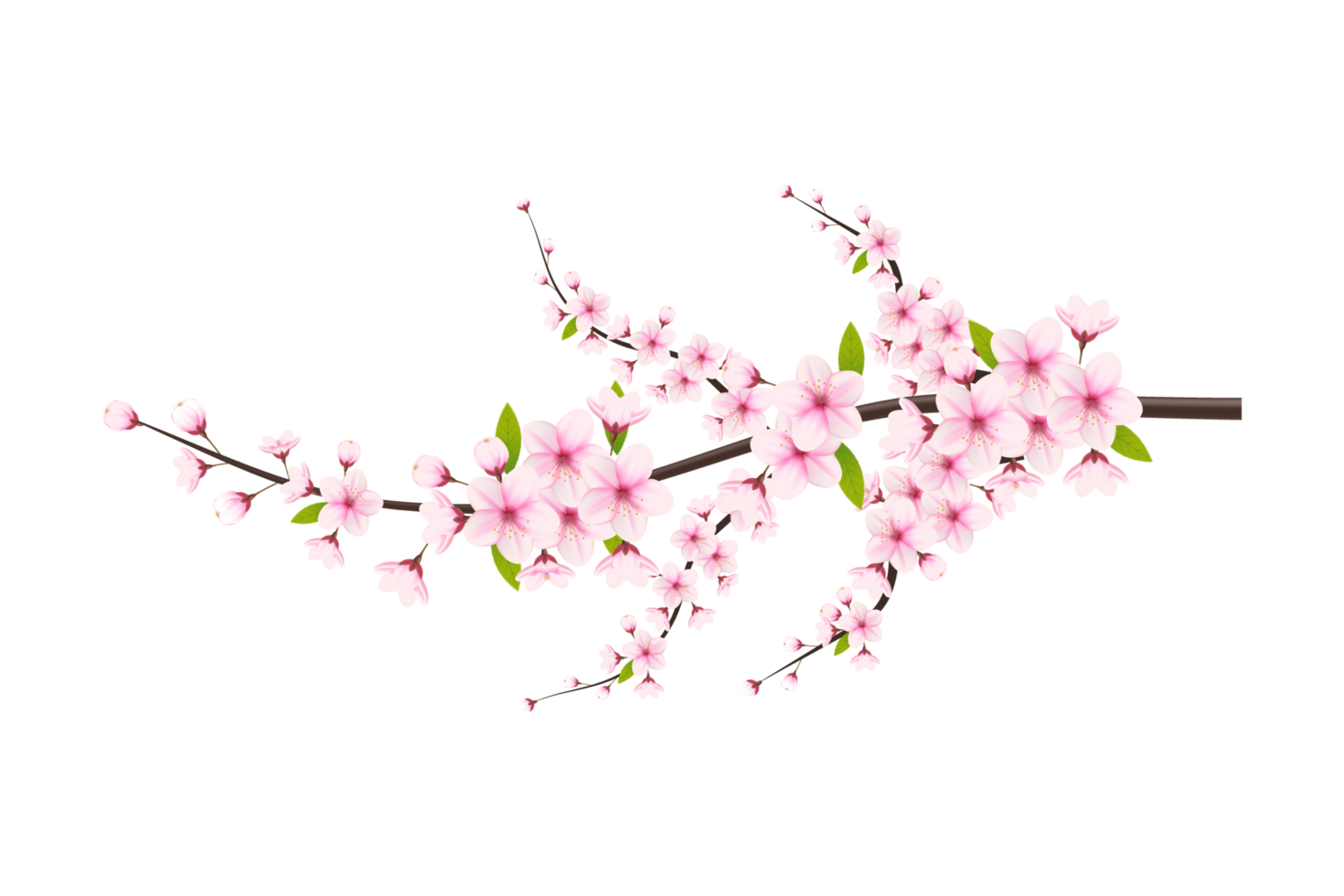 Cherry blossom branch with sakura flower.  cherry blossom. cherry bud. pink sakura flower png