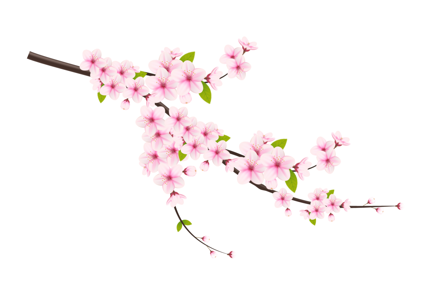 Cherry blossom branch with sakura flower.  cherry blossom. cherry bud. pink sakura flower png