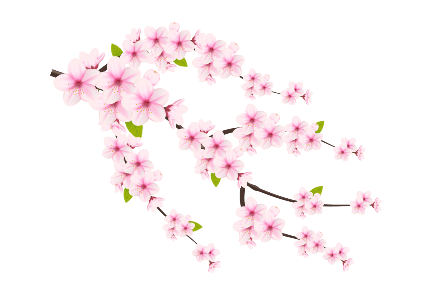 Cherry blossom branch with sakura flower.  cherry blossom. cherry bud. pink sakura flower png