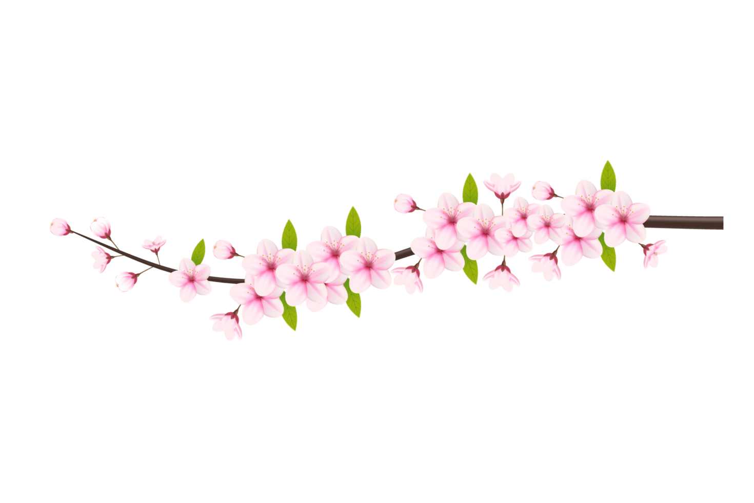 Cherry blossom branch with sakura flower.  cherry blossom. cherry bud. pink sakura flower png