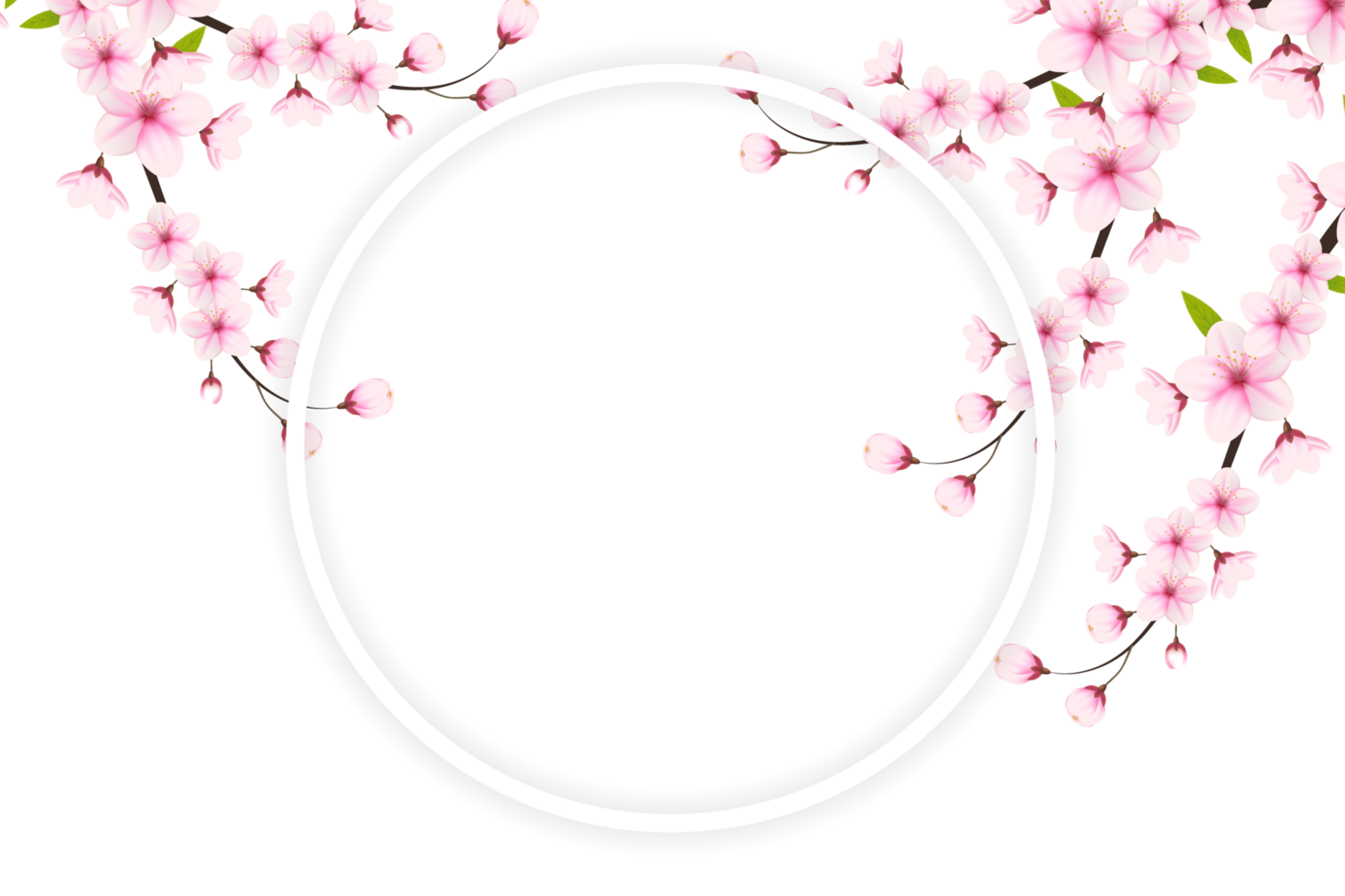 Cherry blossom branch with sakura flower.  cherry blossom. cherry bud. pink sakura flower png