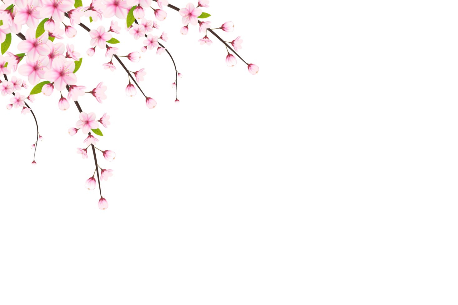 Cherry blossom branch with sakura flower.  cherry blossom. cherry bud. pink sakura flower png