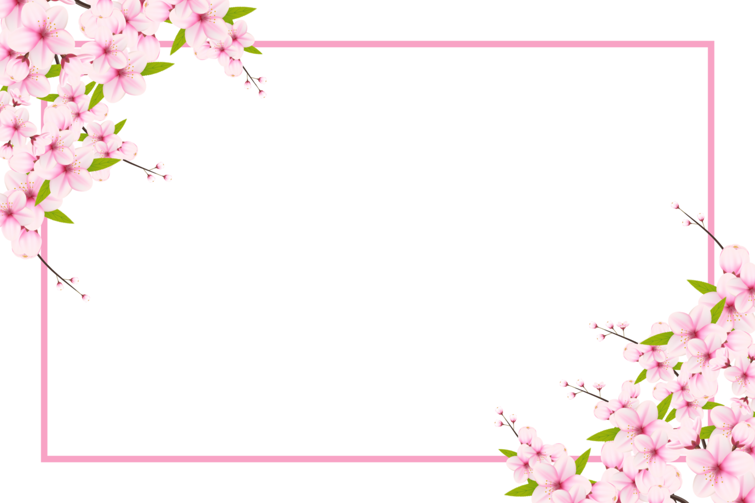 Cherry blossom branch with sakura flower.  cherry blossom. cherry bud. pink sakura flower png