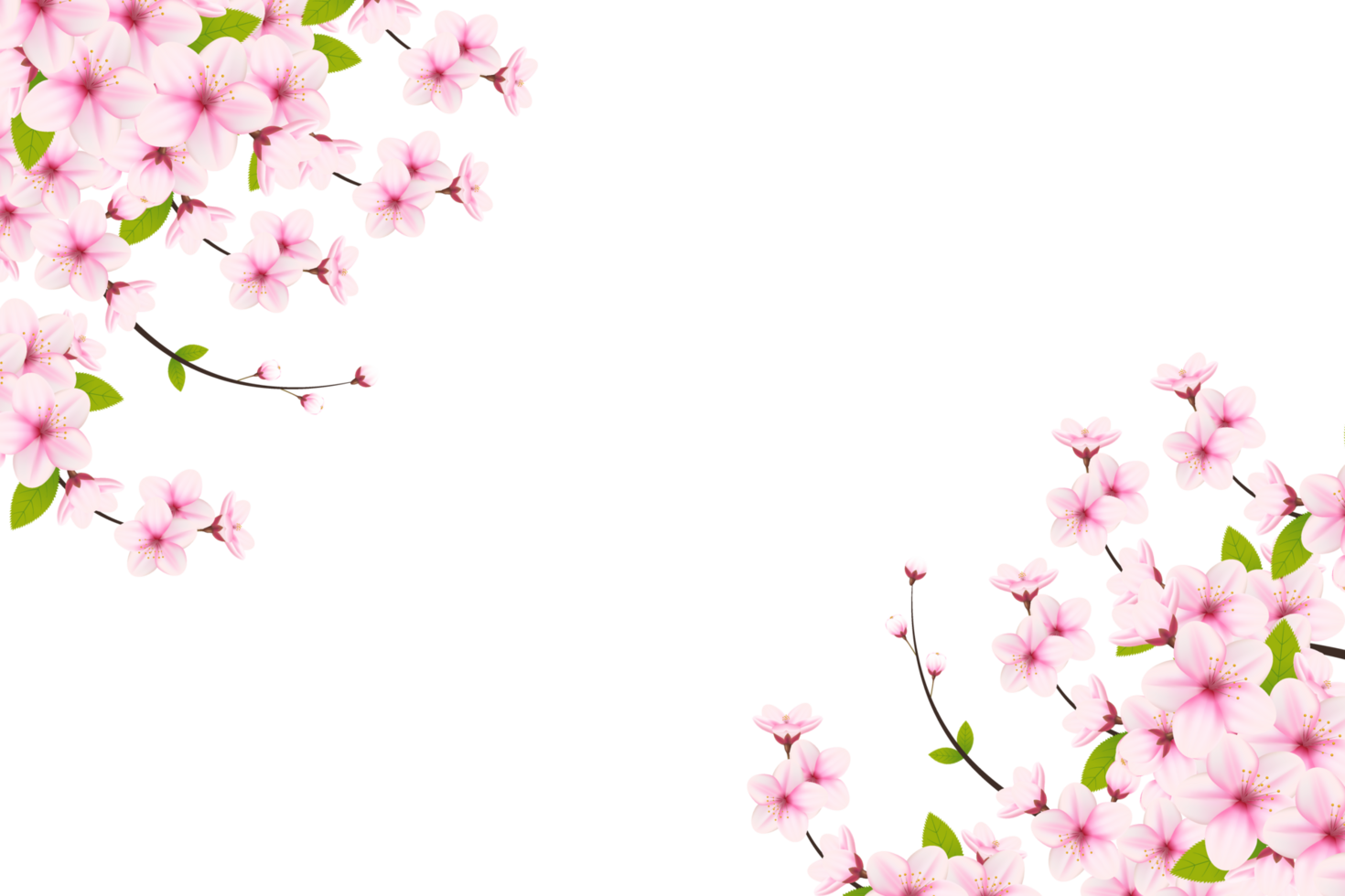 Cherry blossom branch with sakura flower.  cherry blossom. cherry bud. pink sakura flower png