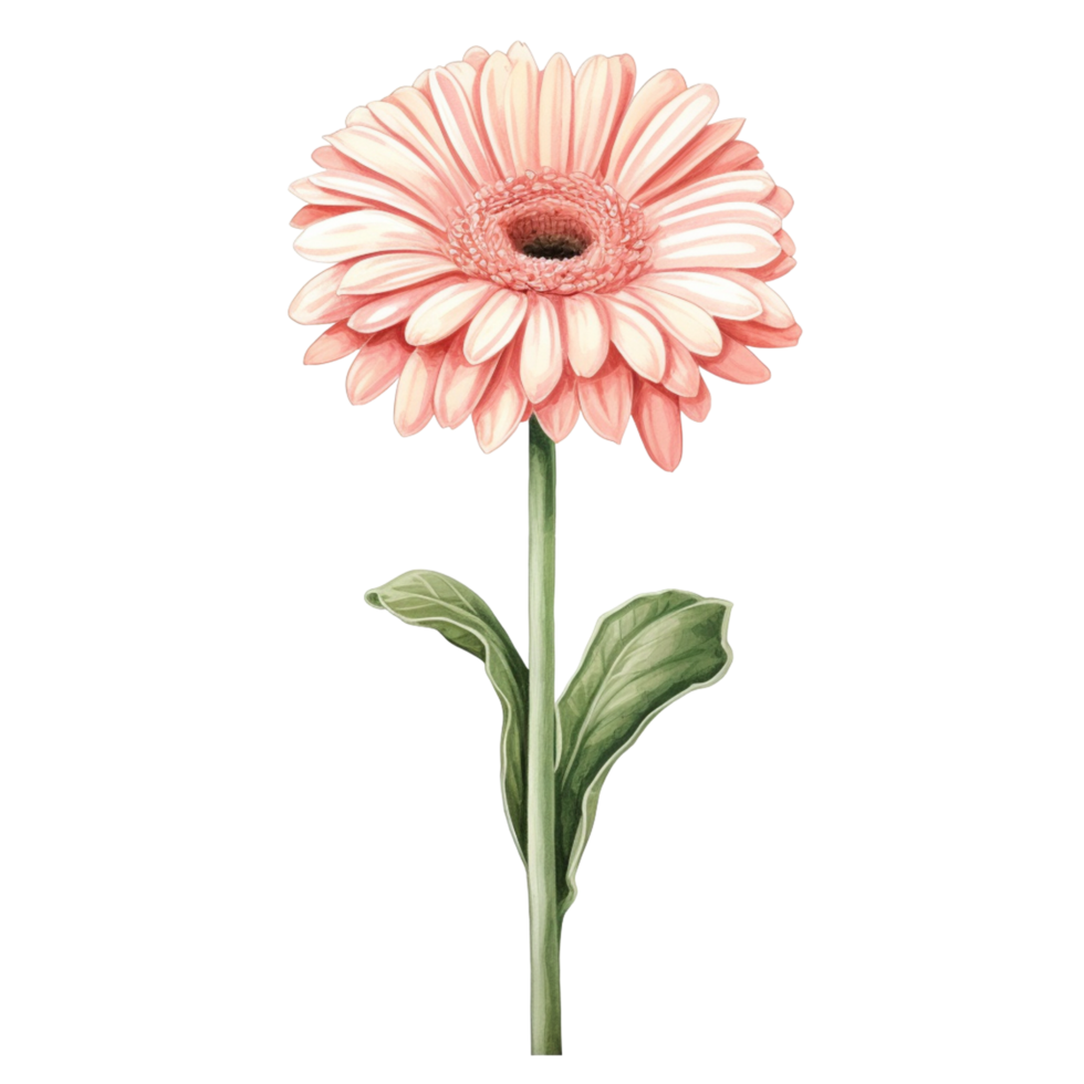 pink gerbera daisy flower png