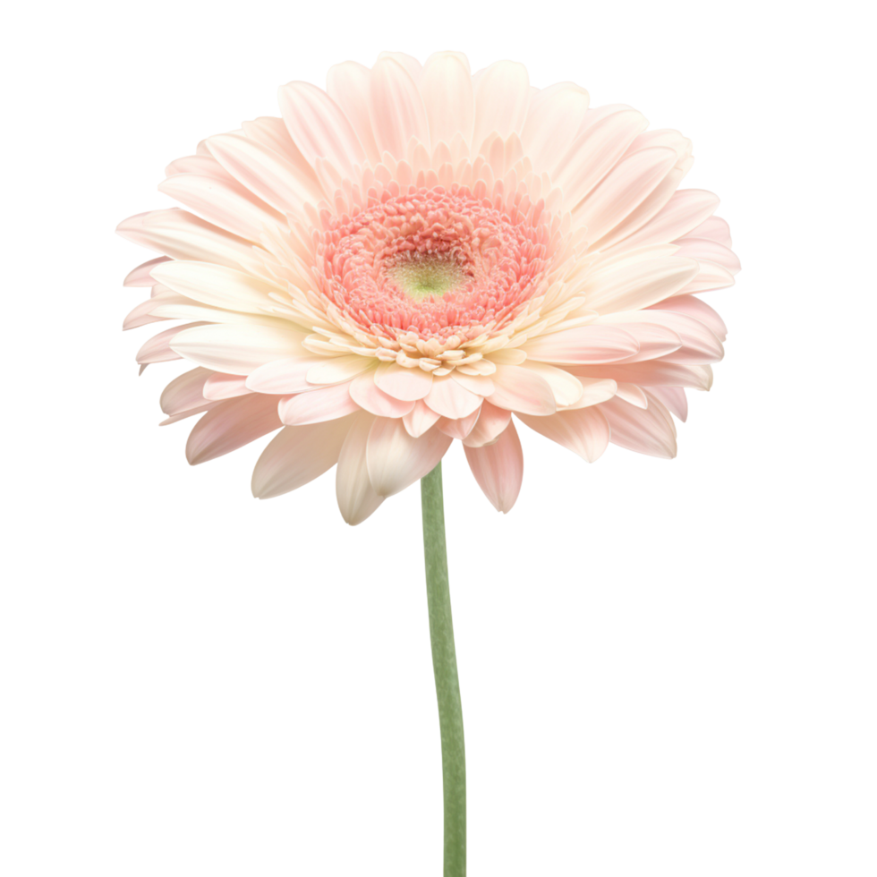 Rosa gerbera margarida flor isolamento em branco fundo png