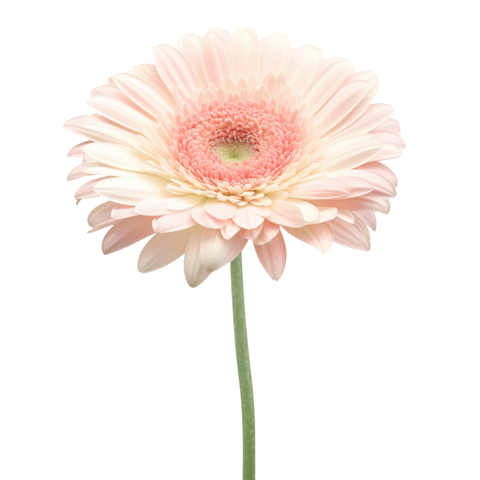 rose gerbera Marguerite fleur isolement sur blanc Contexte png