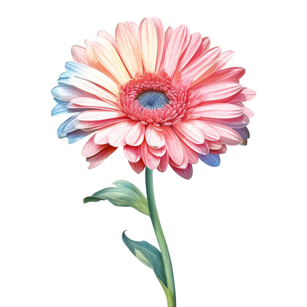 pink gerbera daisy flower png