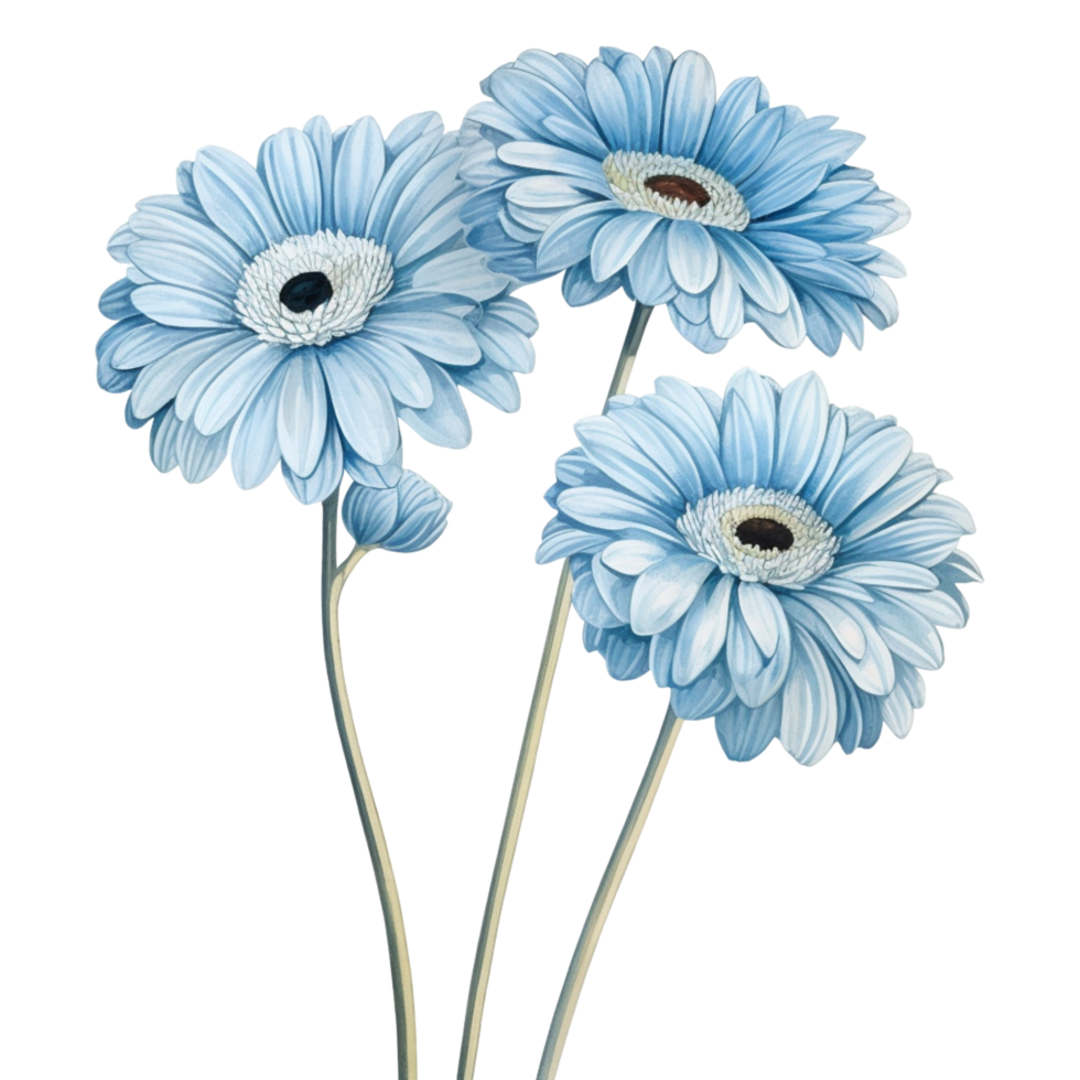 azul gerbera margarida flor isolamento em branco fundo png