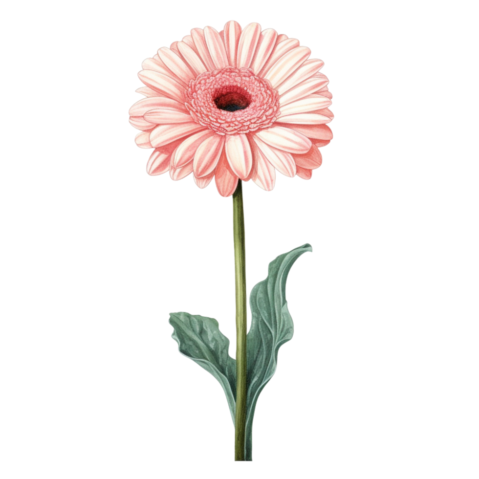 pink gerbera daisy flower png