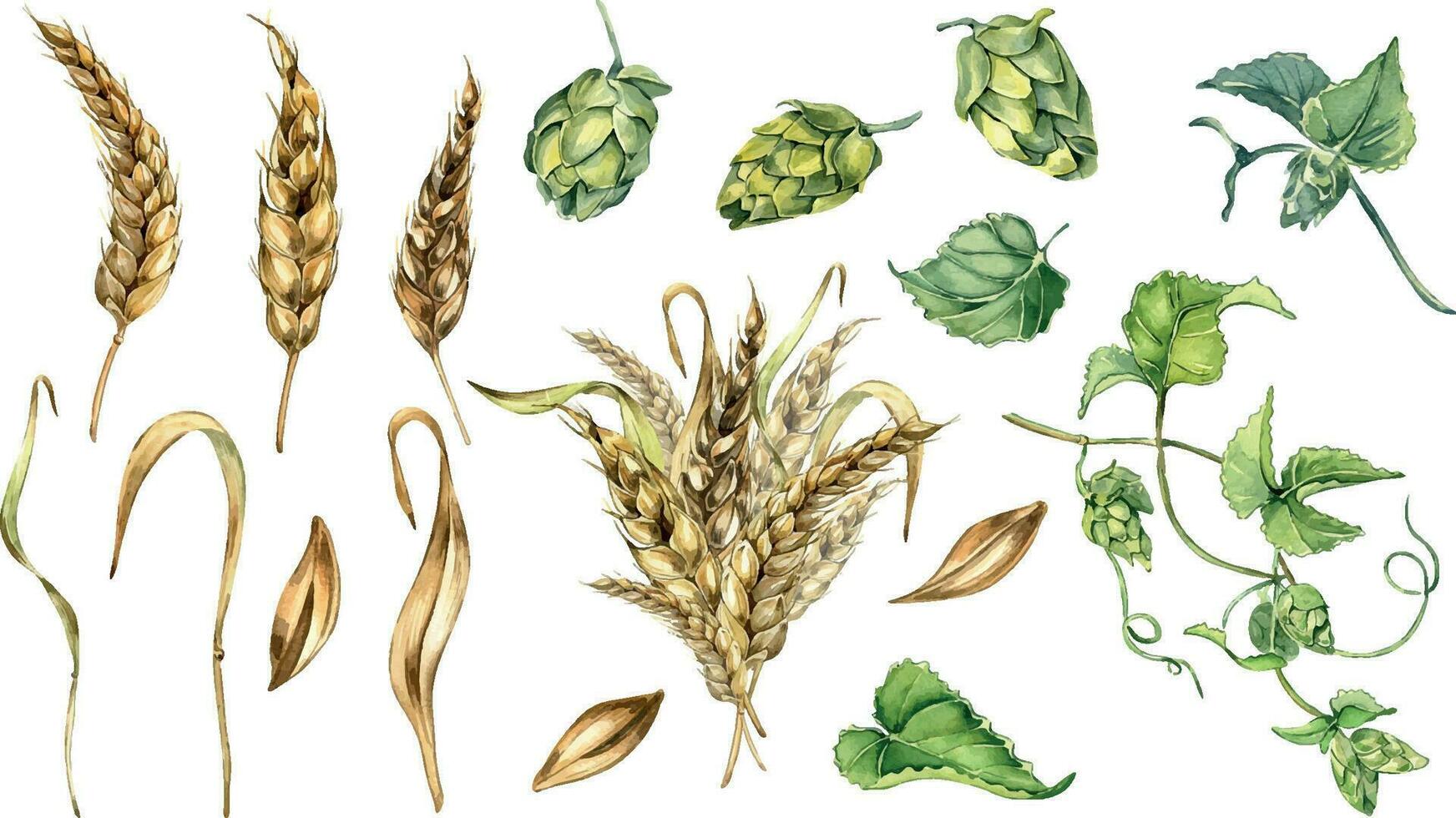 Set of wheat ear, hop watercolor illustration isolated on white background. Spikelet of rye, humulus plant hand drawn. Design element for advertising, beer festival, packaging, label brewing. vector