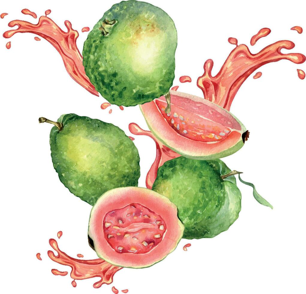 Whole guavas and slices, juice pink splash watercolor illustration isolated on white background. Tropical fruit, red spot, drop guajava hand drawn. Design for wrapping, packaging, label, ingredient vector