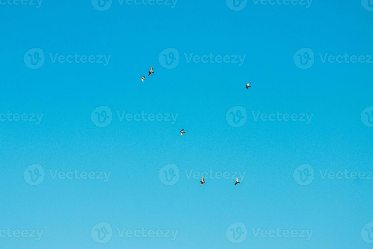 A flock of birds flying in the blue sky photo