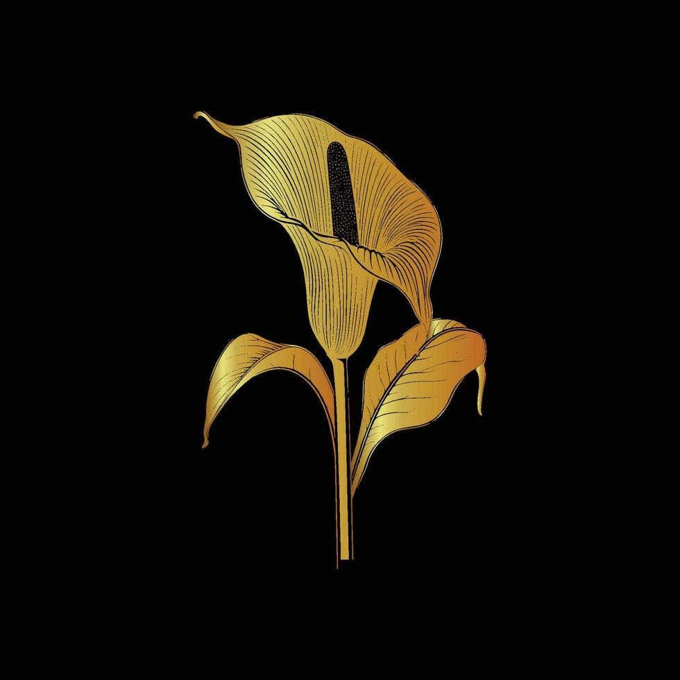 Gold Vector Illustration of a Calla Gold Lily