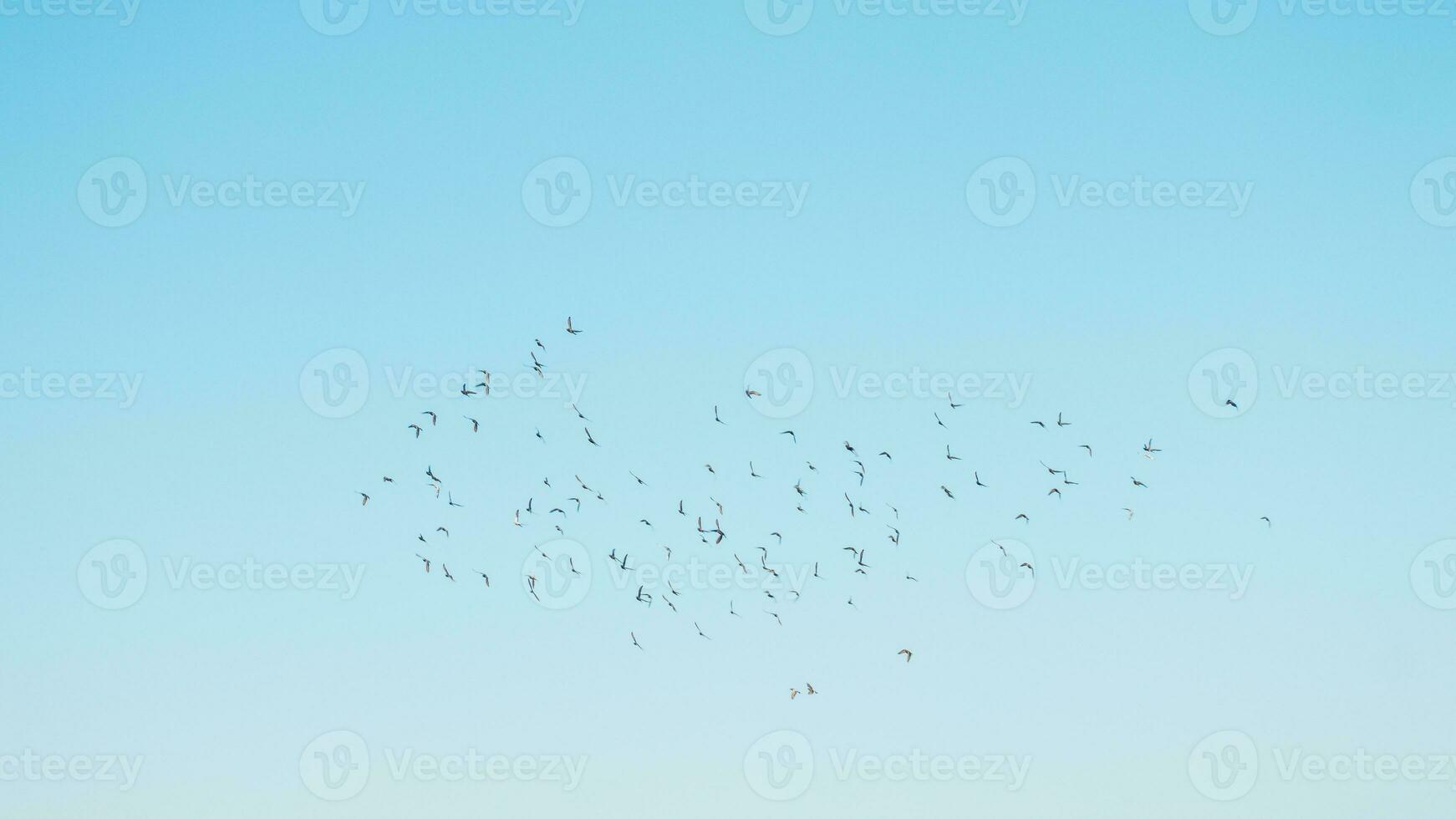 A flock of birds flying in the blue sky photo