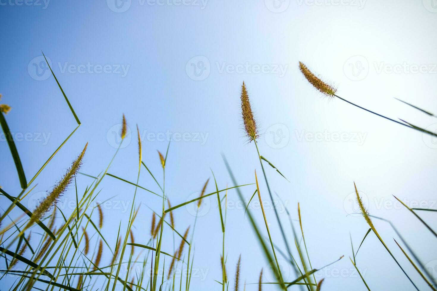 Beautiful grass flowers in bright blue sky background. photo