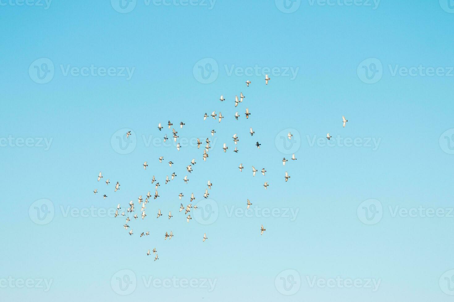 un rebaño de aves volador en el azul cielo foto