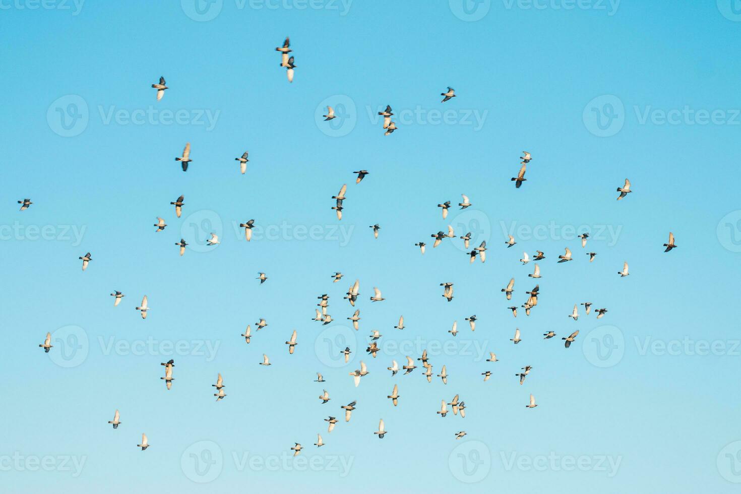 A flock of birds flying in the blue sky photo