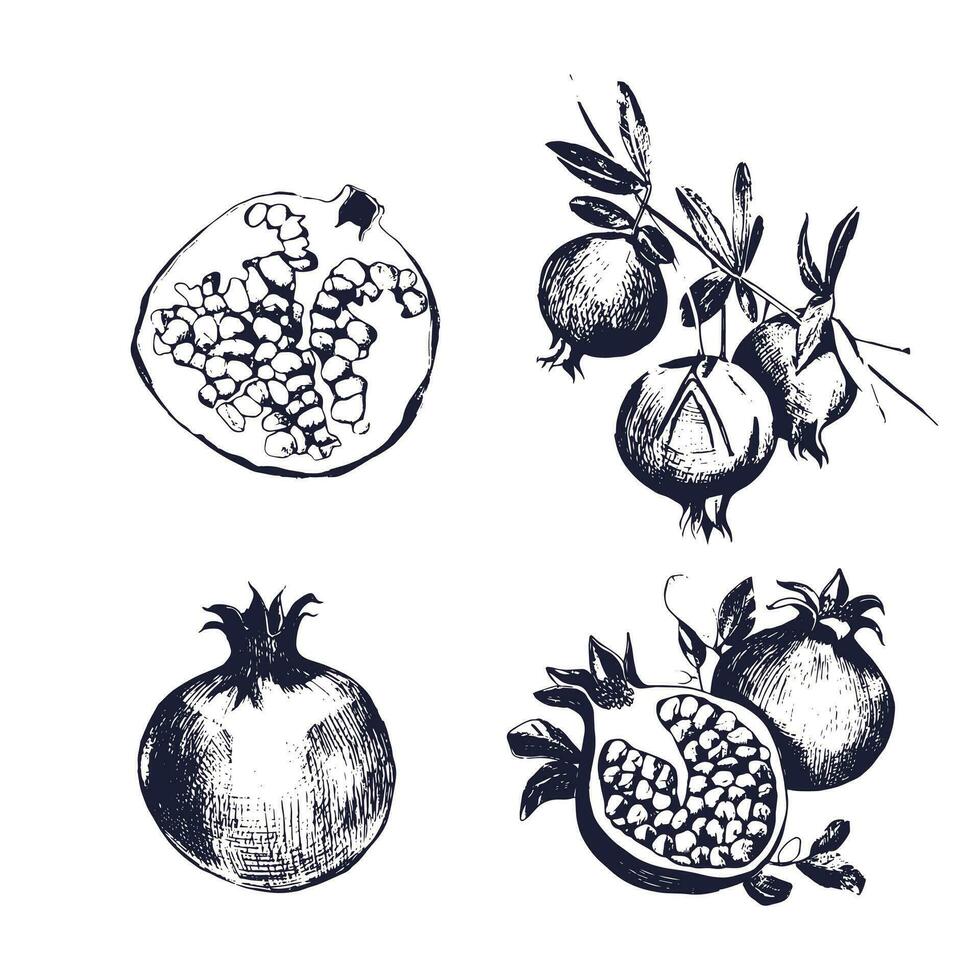 granada mano dibujado colocar. colección en blanco fondo, aislado, Fruta entero, corte, en un rama. vector bosquejo Clásico estilo ilustración.