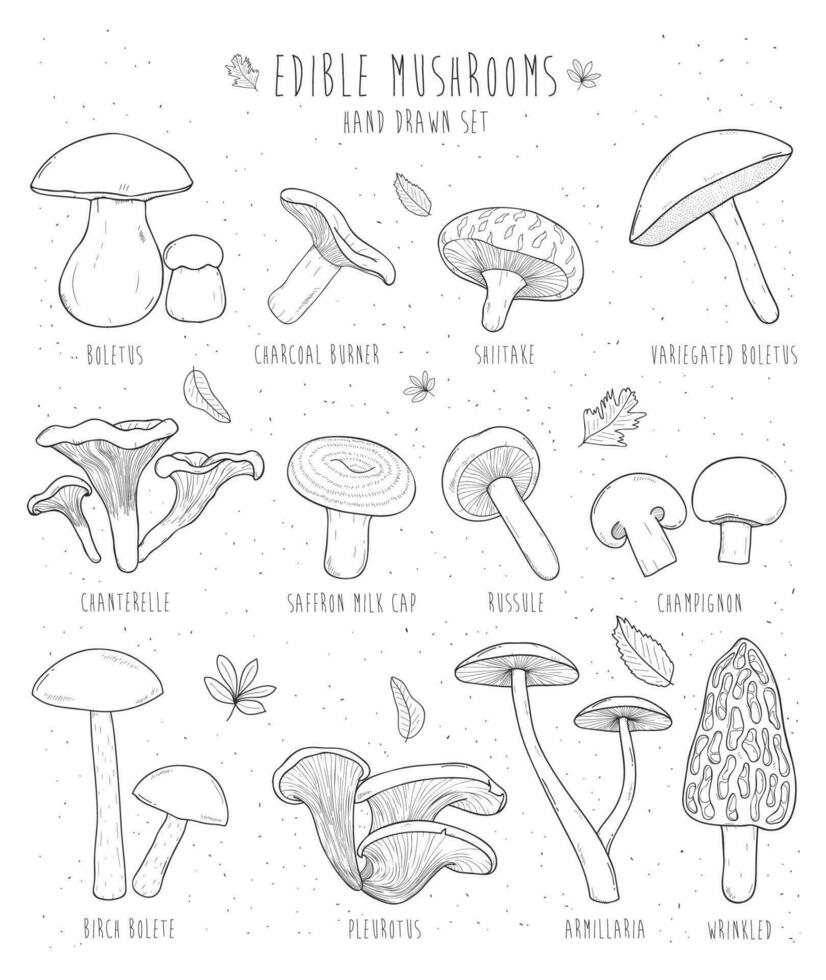 Set of edible mushrooms with titles on white background. Hand drawn vector illustration collection.