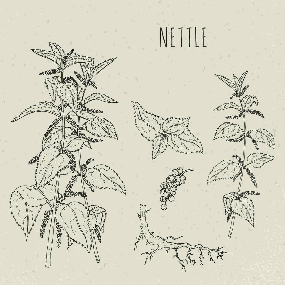 Nettle medical botanical isolated illustration. Plant, leaves, root, flowers hand drawn set. Vintage sketch. vector