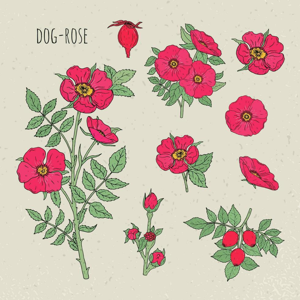 Dog rose medical botanical isolated illustration. Plant, flowers, fruit, leaves, hand drawn set. Vintage sketch colorful. vector