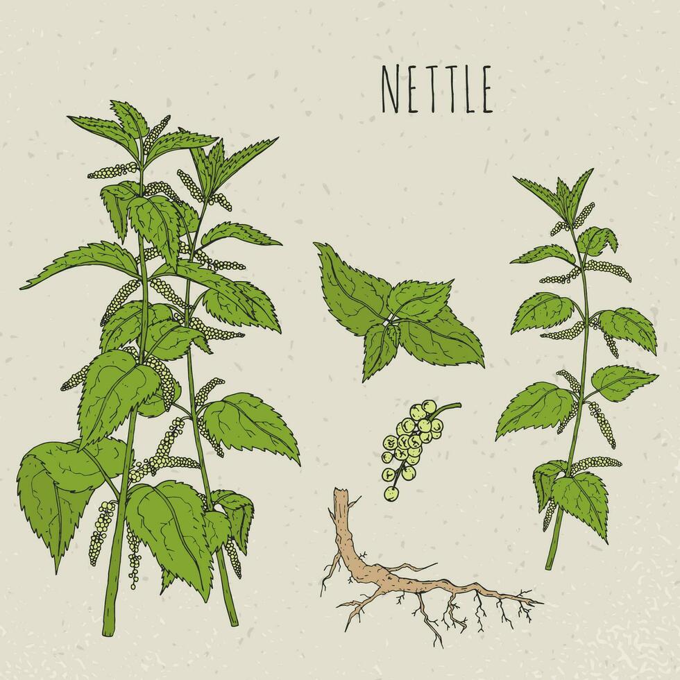 Nettle medical botanical isolated illustration. Plant, leaves, root, flowers hand drawn set. Vintage sketch colorful. vector