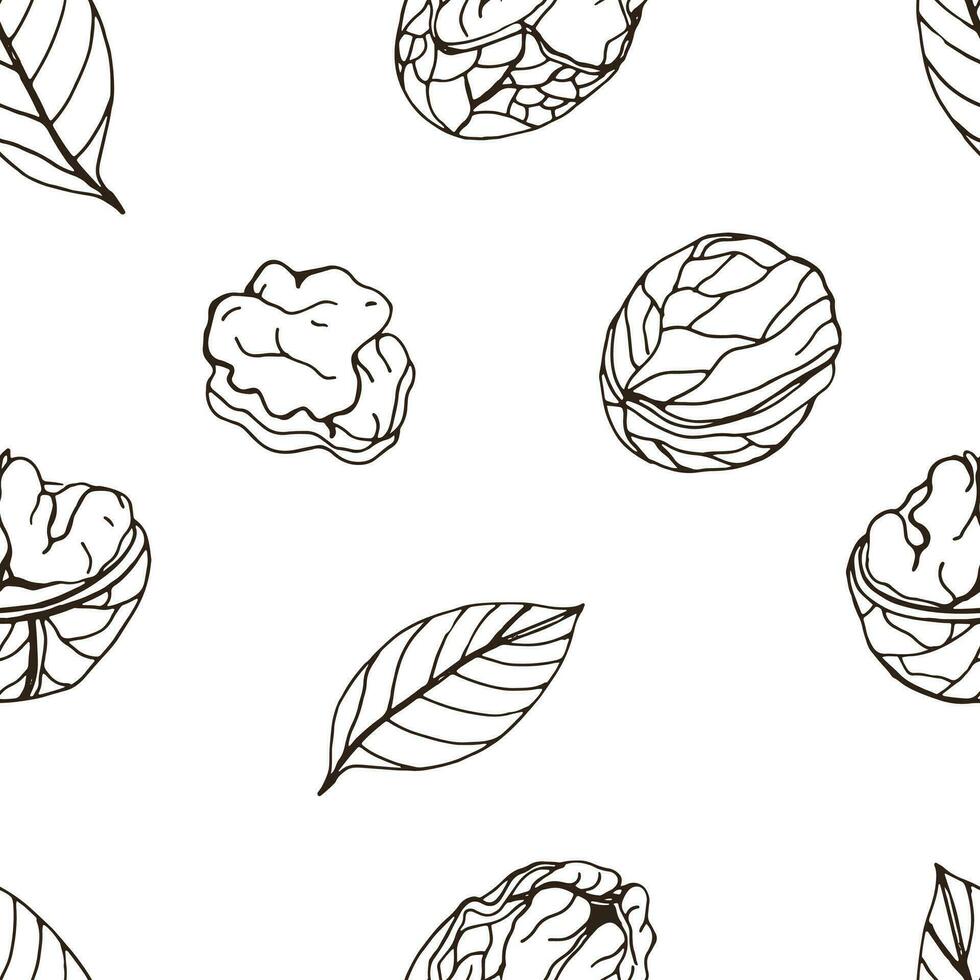 Nut seamless on white background. Hand drawn contour pattern with walnut. vector