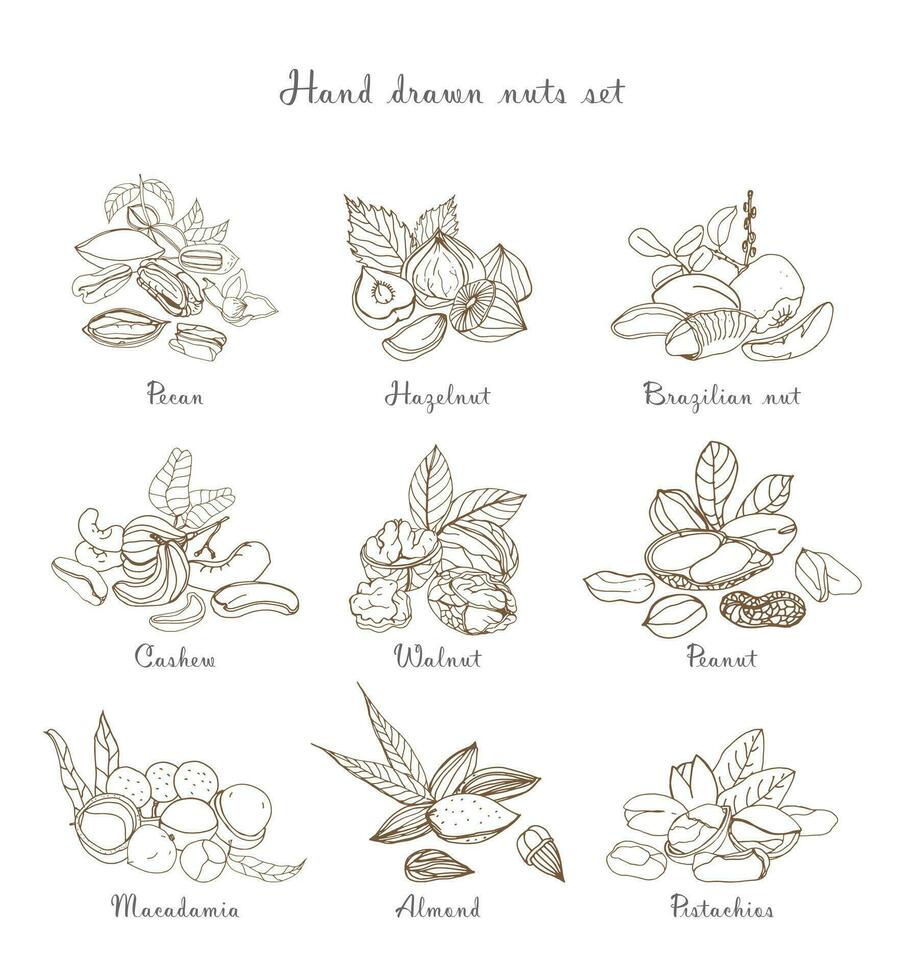 Nuts set, different kinds. Collection with almond, macadamia, pistachio, walnut, cashew, peanut, brazilian, pecan. Contour hand drawn illustration. vector