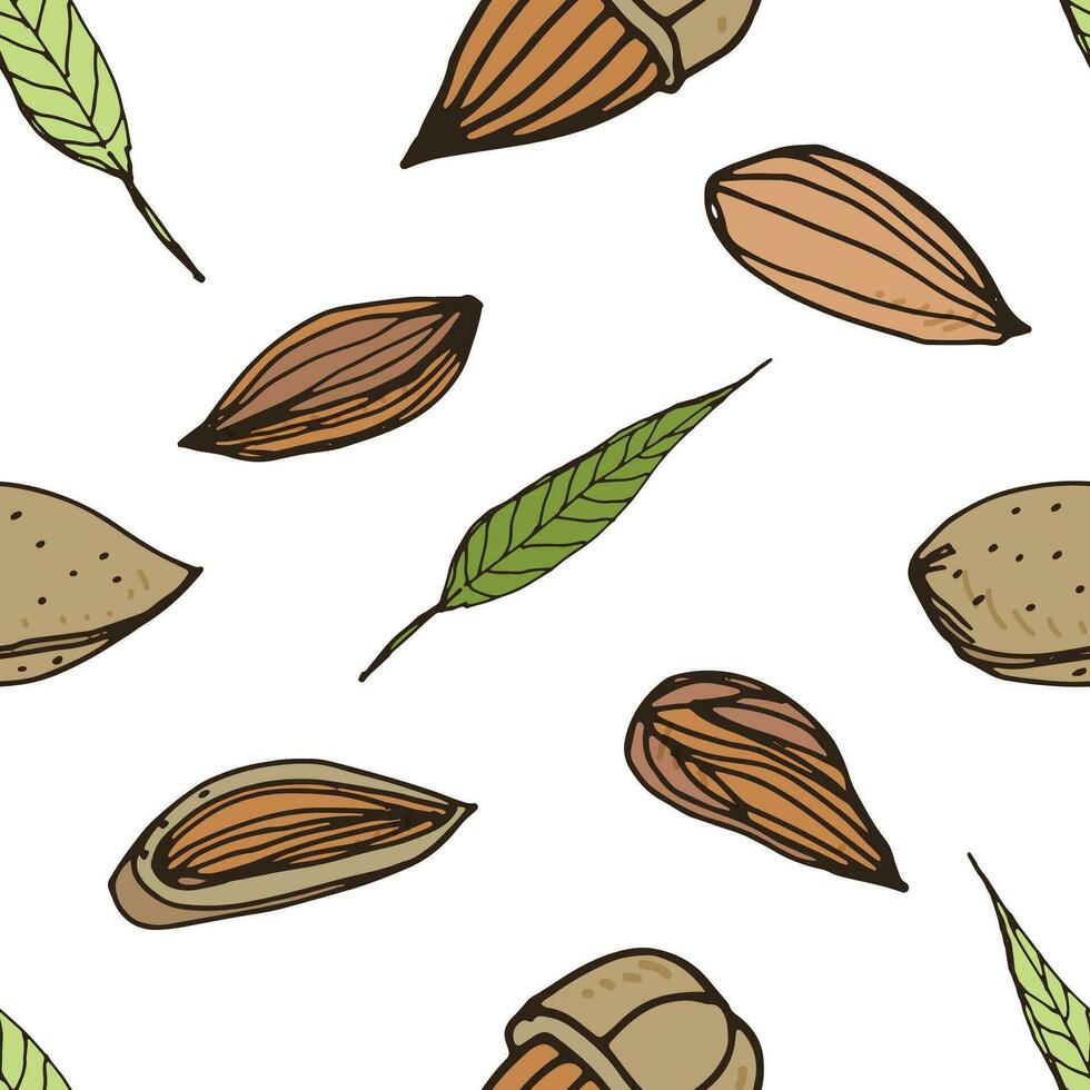 Nut seamless on white background. Hand drawn colorful pattern with almond. vector