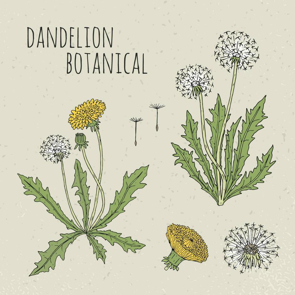 Dandelion medical botanical isolated illustration. Plant, flowers, leaves, seed, root hand drawn set. Vintage colorful sketch. vector