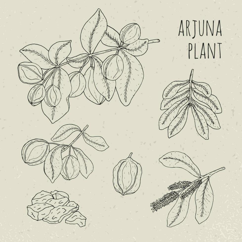 Arjuna, medical botanical ayurvedic tree. Plant, fruit, flowers, bark, leaves hand drawn set. Vintage contour isolated illustration. vector