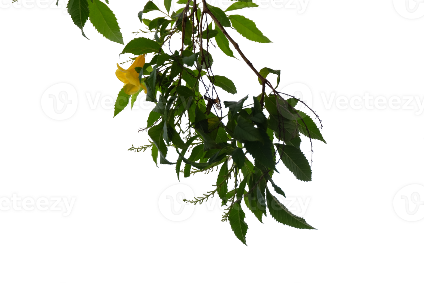 Green leaves isolated on no background, clipping path included for easy selection. png
