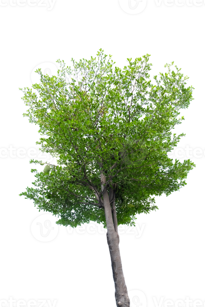 tree on transparent background png