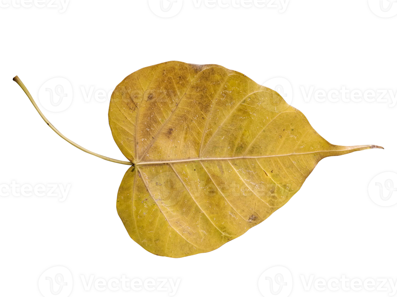 a single yellow leaf on a transparent background, Bodhi leaves dried png