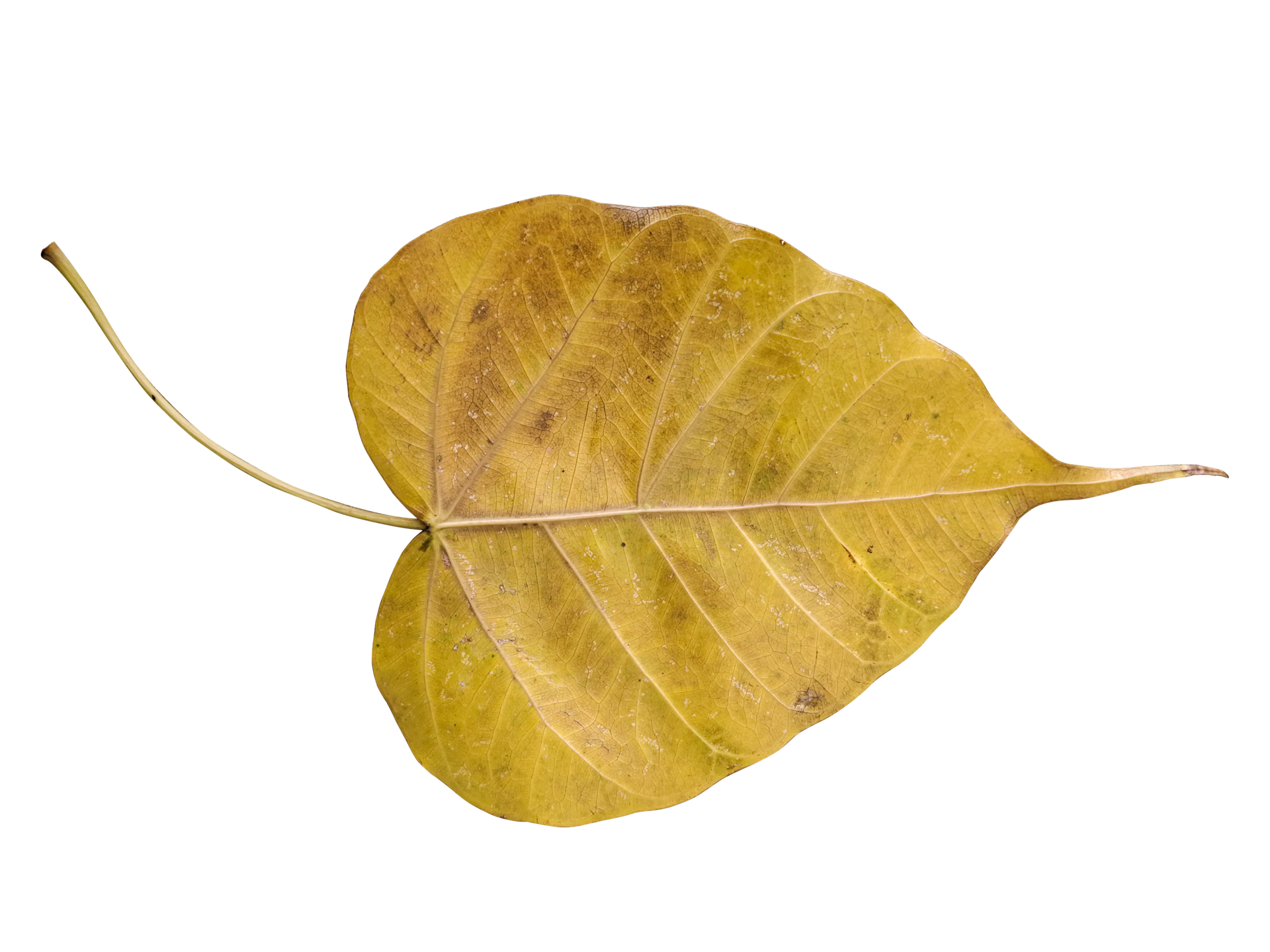 Yellow Dried Leaves of Neem Tree on the Ground. Stock Image - Image of  leaf, leaves: 242797855