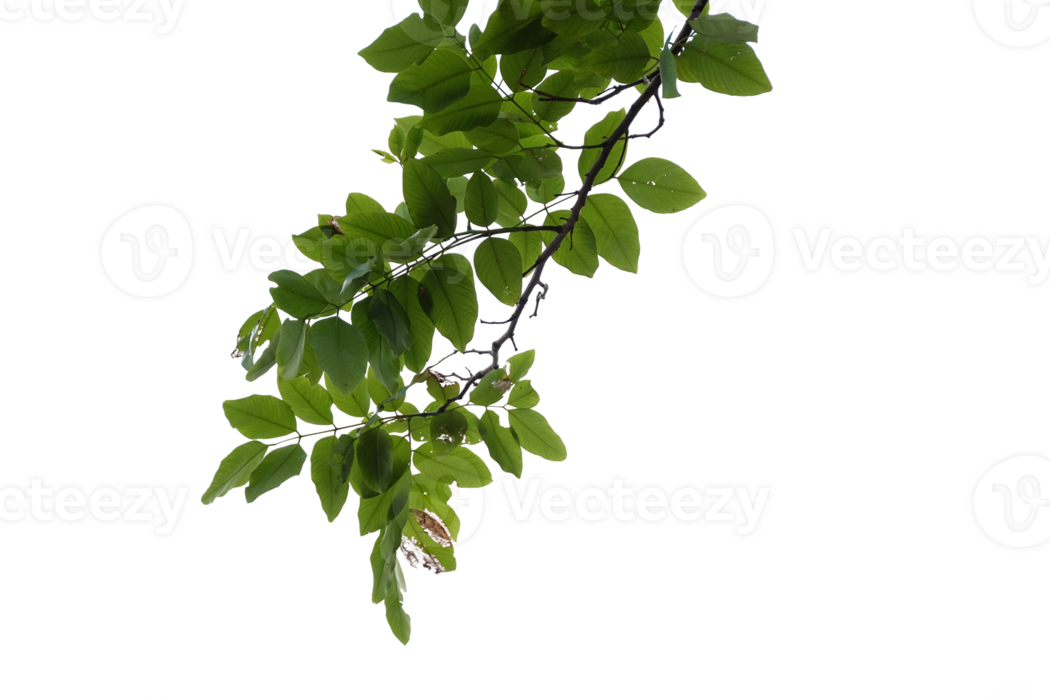 a branch with leaves on it, with no background png