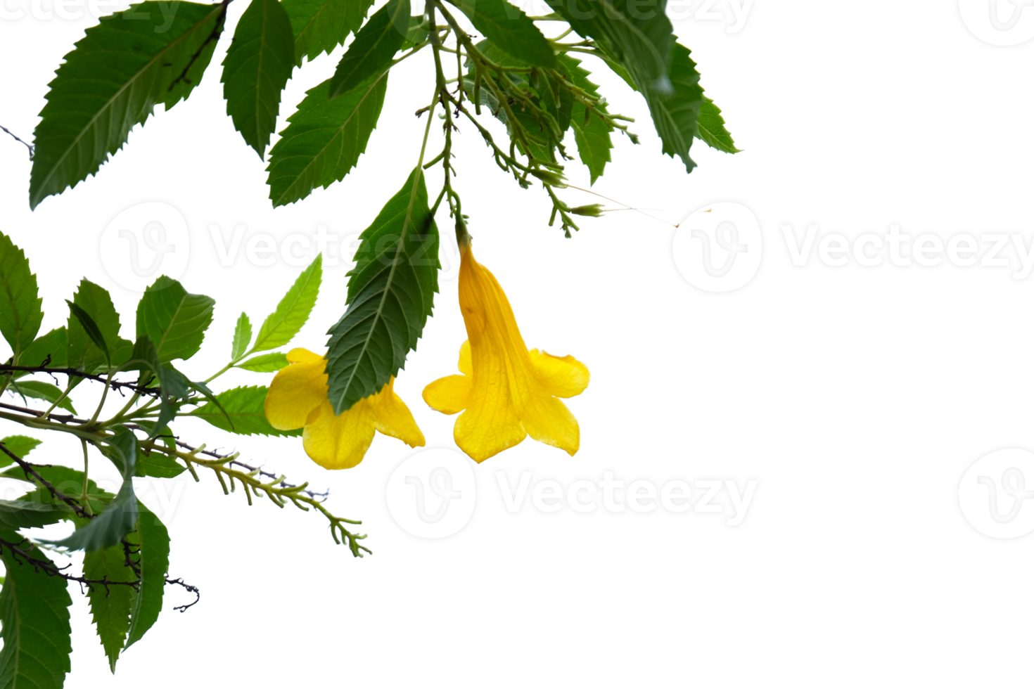 Yellow flower of Tecoma stans, isolated on no background. png