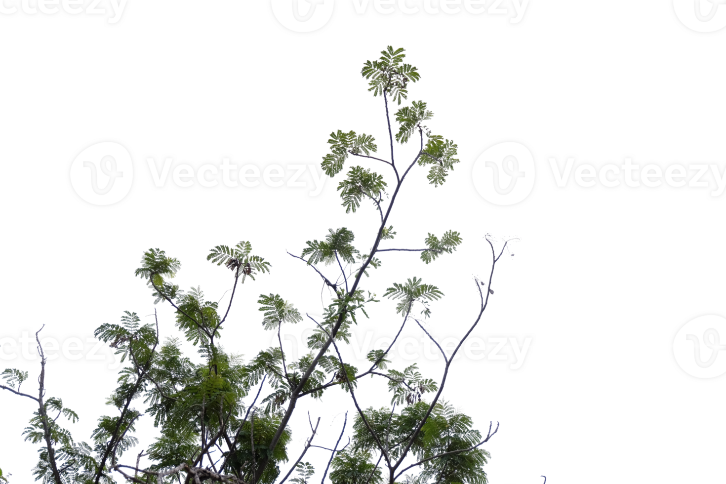 Tree branch isolated on no background with clipping path for design work. png