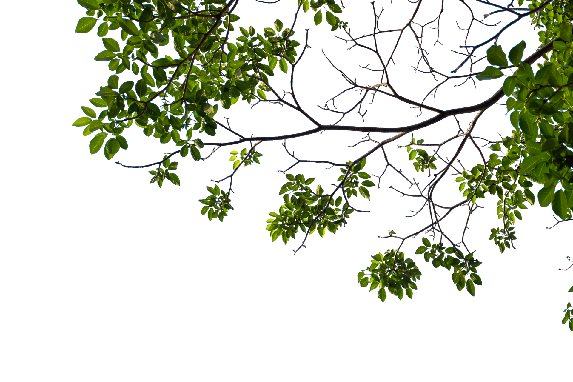 tree branches on a transparent background 27192492 PNG