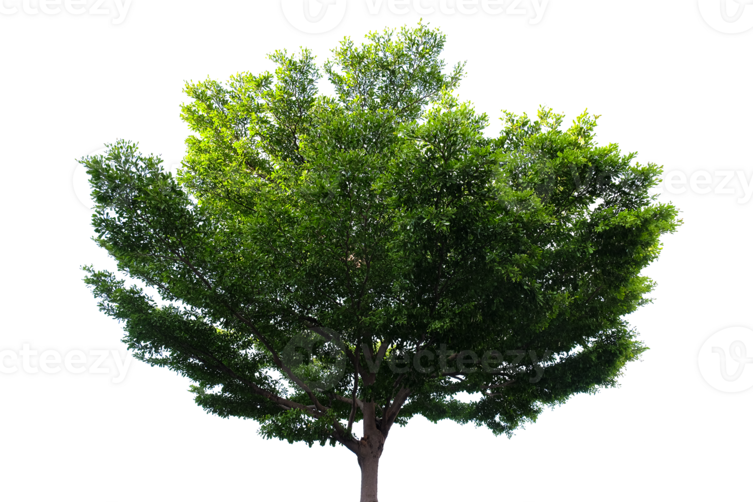 Tree isolated on white background, green tree isolated on no background. png